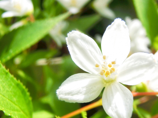 ヒメウツギ（花）