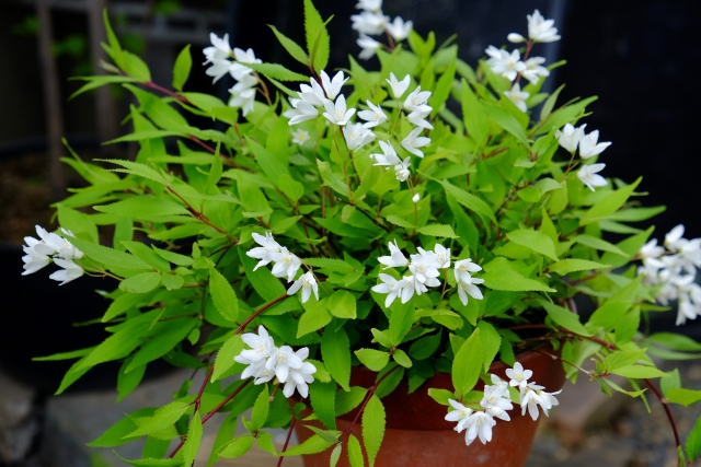 ヒメウツギ（全体）