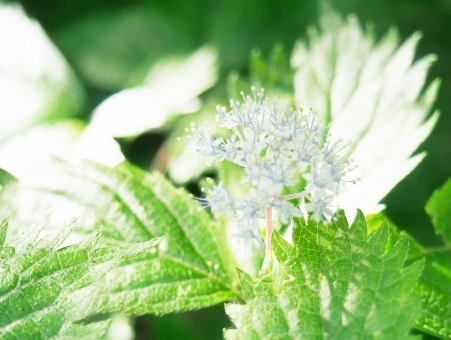 コアジサイ（葉）