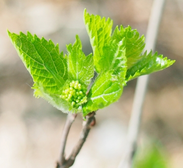 コアジサイ（つぼみ）