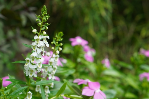 アンゲロニア（白）