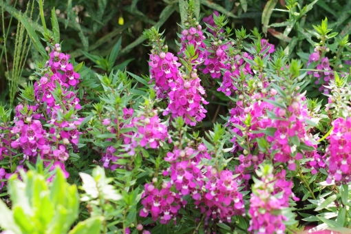 アンゲロニア（ピンク）