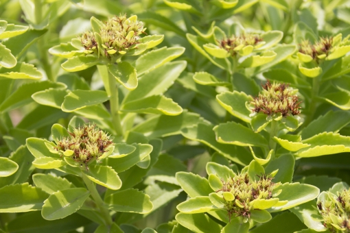 キンメツゲ（花）