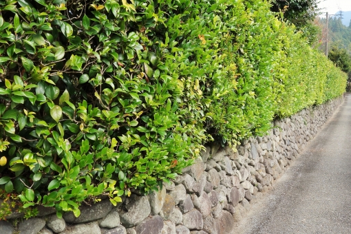 キンメツゲ（生垣）