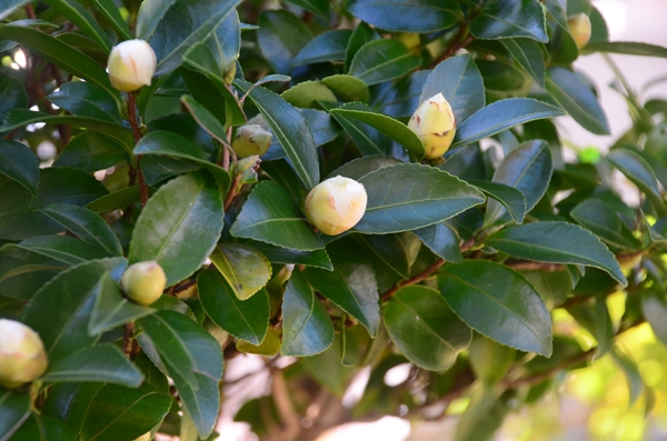 山茶花（葉とつぼみ）