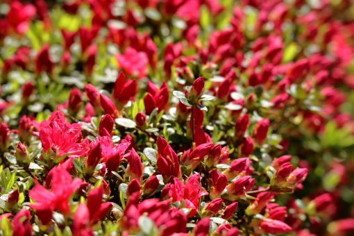 クルメツツジ（赤）