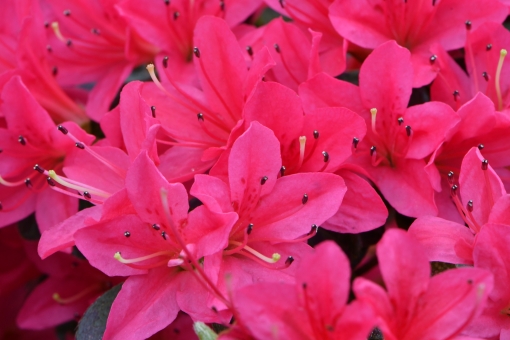 クルメツツジ（濃ピンク）