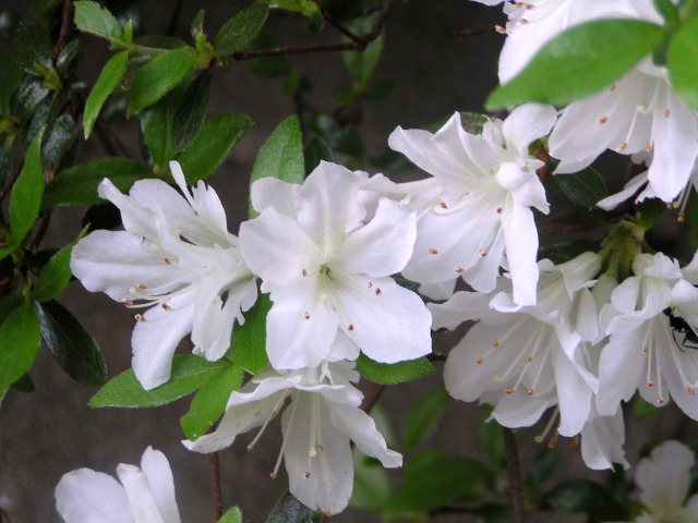 クルメツツジ（白）