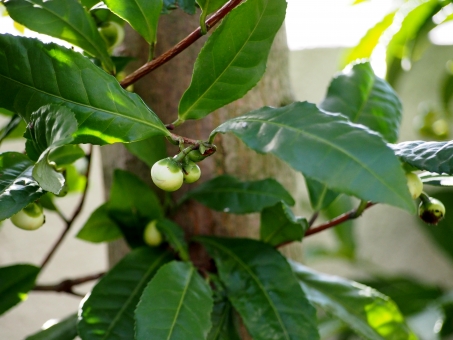 チャノキ（つぼみ）