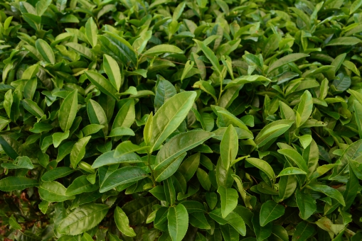 チャノキ（葉）