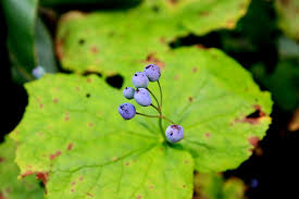 サンカヨウ（実）