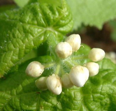 サンカヨウ（つぼみ）