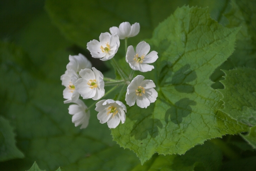 サンカヨウ（花・白）