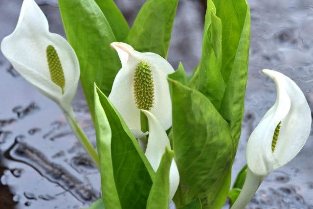 水芭蕉