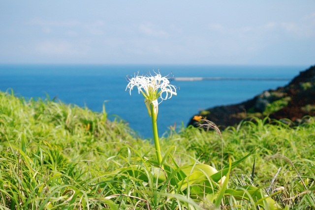 海辺に咲くハマユウ