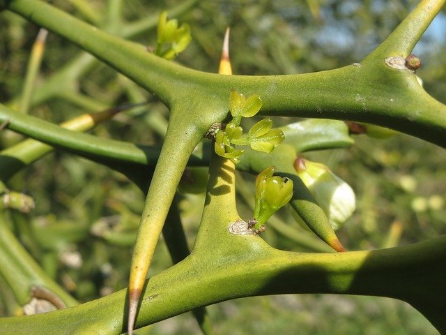 カラタチのトゲ