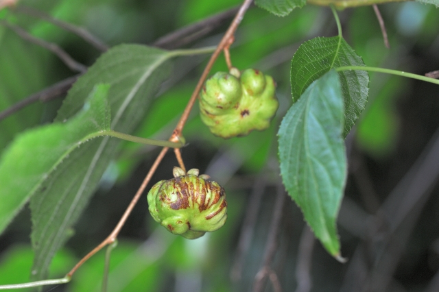 マタタビの実（虫こぶ）
