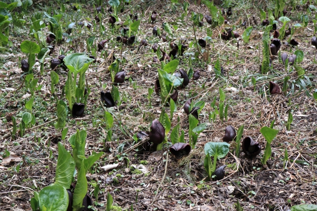 ザゼンソウの群生