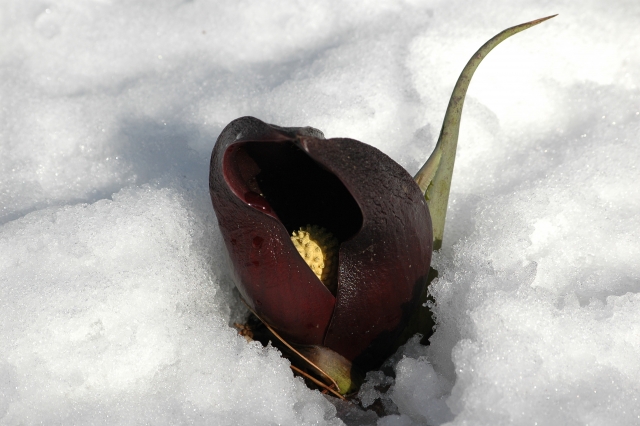 雪の中のザゼンソウ
