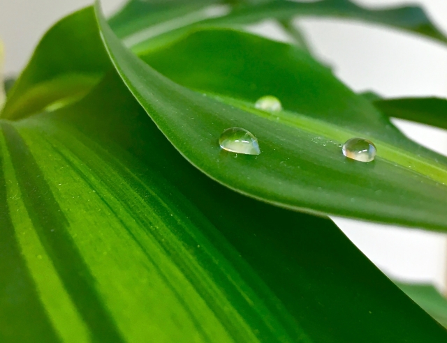 ドラセナ（葉）