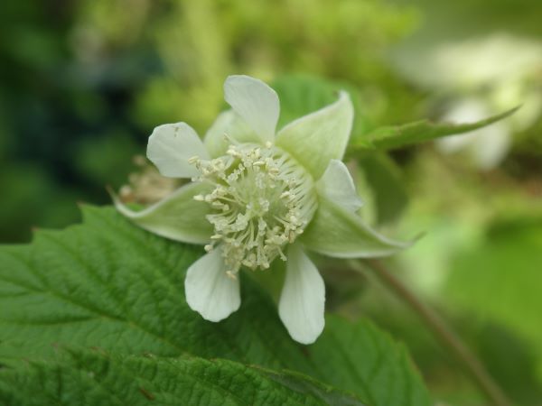 ラズベリーの花