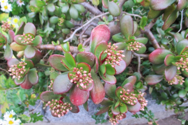 ベフチベニベンケイ