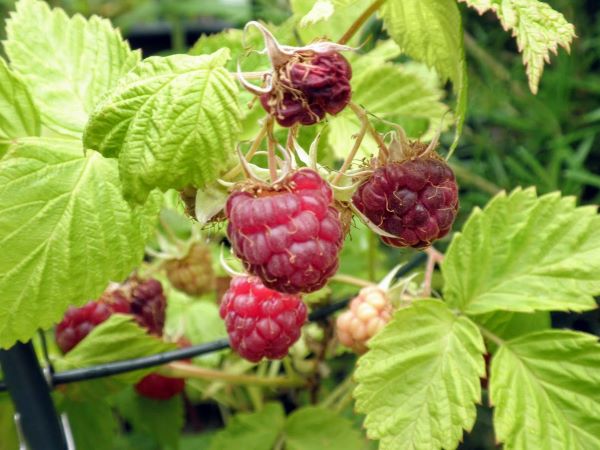 ラズベリー