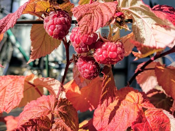 紅葉したラズベリーの葉