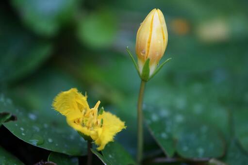 アサザ（つぼみ）