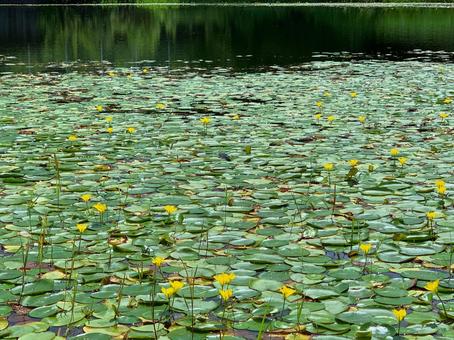 アサザ（群生地）
