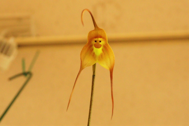 モンキーオーキッド