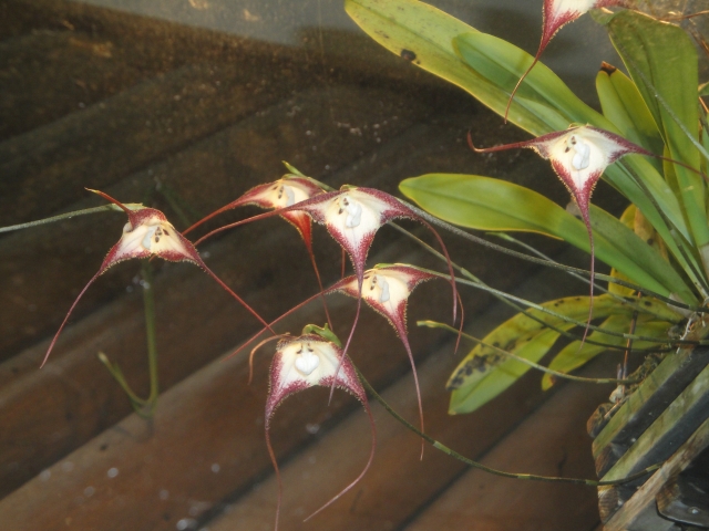 ドラクラ・コルドバエ