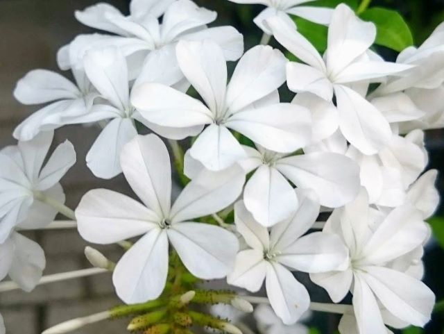 ルリマツリホワイト