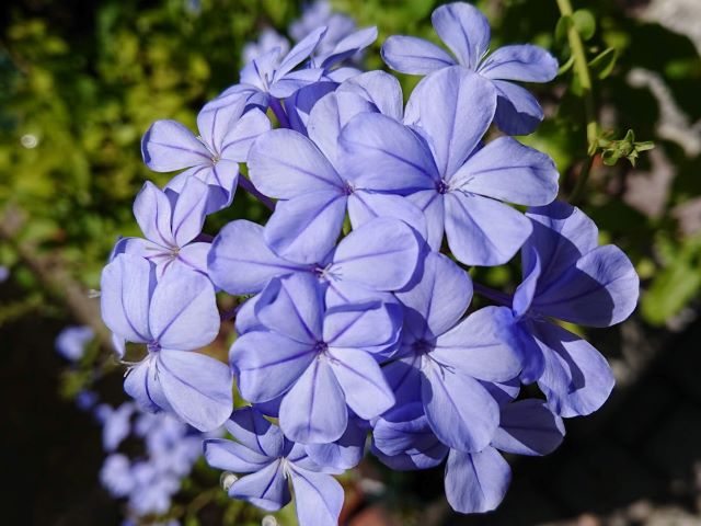 ルリマツリの花