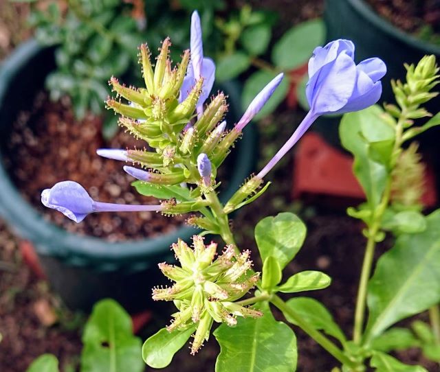 ルリマツリのつぼみ