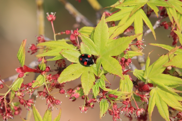 ナミテントウ（虫とモミジ）