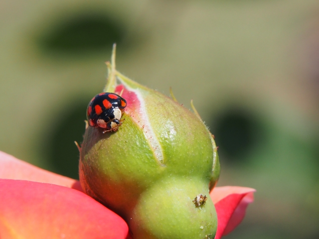 ナミテントウ（虫と花のつぼみ）