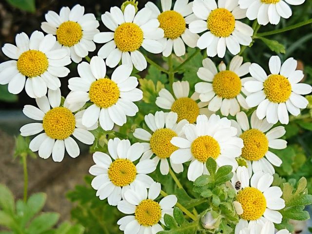 マトリカリアの花