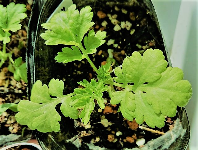 マトリカリアの苗