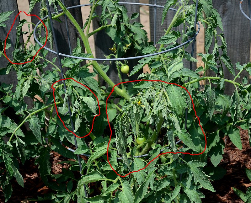 トマトの青枯病