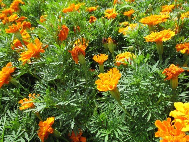 紅黄草（オレンジ）