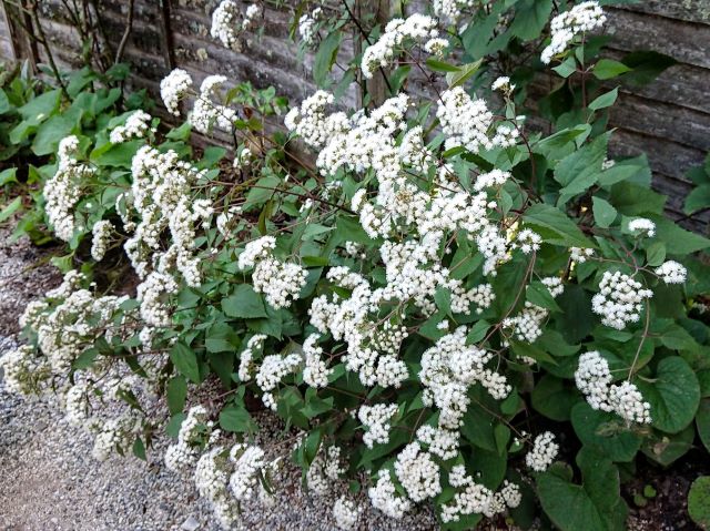 ユーパトリウム・チョコレート