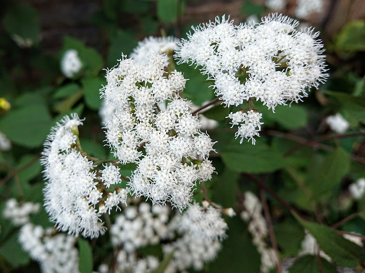 ユーパトリウム・チョコレートの花