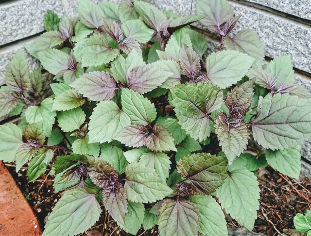 春のユーパトリウム・チョコレート