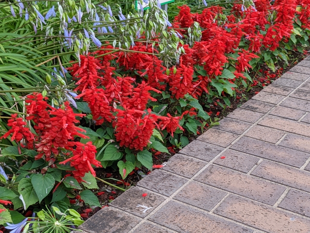 サルビアの花壇