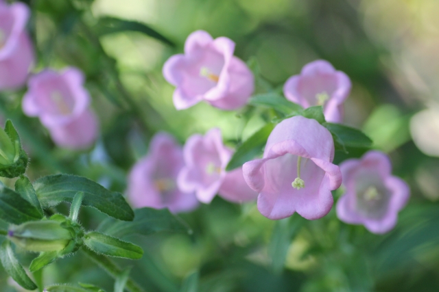 カンパニュラ・メディウムの花（ピンク）
