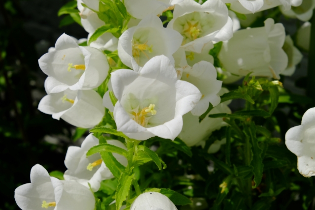 カンパニュラ・メディウムの花（白）