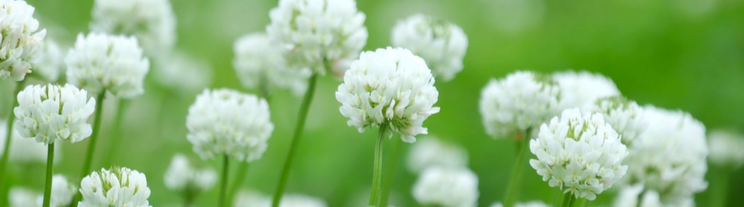 草花のイメージ