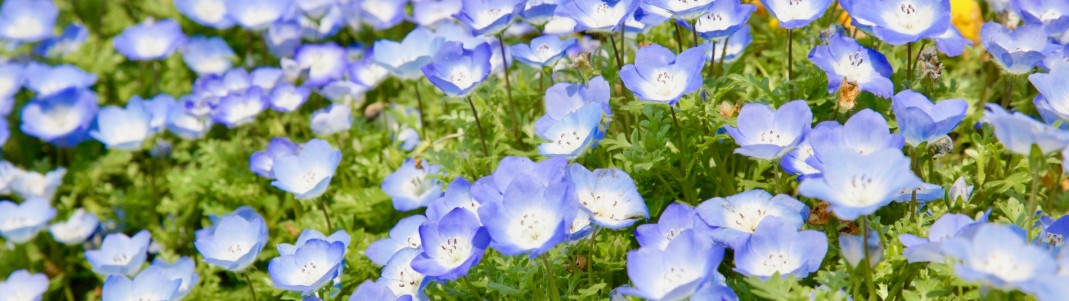 グランドカバーの画像