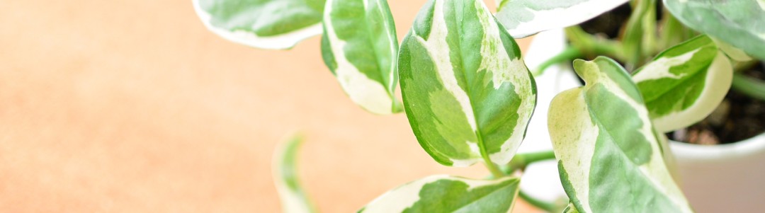 観葉植物のイメージ